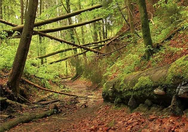 Hiking trails